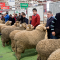 Sheep Competitions